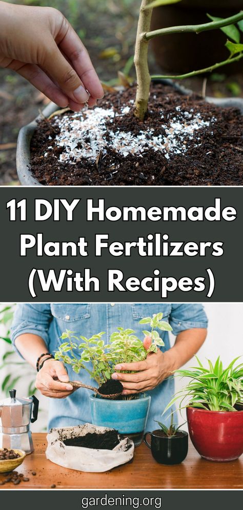 Looking for natural alternatives to commercial plant fertilizers? Check out these 11 easy DIY recipes for homemade plant fertilizers that you can make at home! Phosphorus Fertilizer Diy, Best Plant Food For House Plants, Homemade Fertilizer For Vegetables, Diy Miracle Grow Recipe For Vegetables, Diy Organic Fertilizer, Homemade Plant Fertilizer Recipe, Natural Fertilizer For Vegetable Garden, Diy Plant Fertilizer How To Make, House Plant Fertilizer Diy