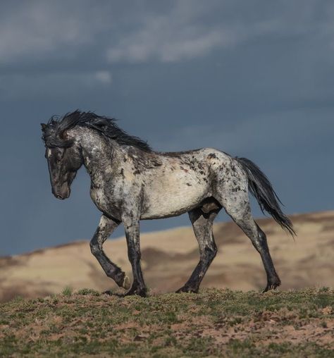 Blue Roan Horses, Noriker Horse, Blue Roan Horse, Wild Horses Photography, Rare Horses, Horse Reference, Horse Inspiration, Mustang Horse, Horse Coats