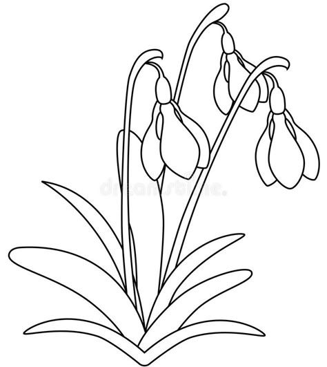 Snowdrop Flower. Vector illustration of tree fresh snowdrops, Isolated #Sponsored , #Affiliate, #Paid, #Flower, #illustration, #snowdrops, #Vector Snowdrop Illustration, Appliqued Flowers, Snowdrop Flower, Stained Glass Diy, Flower Coloring Pages, Flower Template, Printable Crafts, Glass Flowers, Applique Patterns