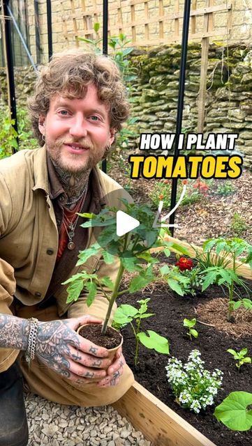 Jamie Walton | Nettles & Petals on Instagram: "How I Plant Tomatoes! 🍅🌱

It’s an exciting day! I can finally plant my tomatoes and the many companion plants I interplant with them, now the last chance of frost has passed 😊🙌🏻

To get started, I measure out the bed and space my tomatoes at 45cm apart and dig a deep hole so I can add fresh compost underneath the plant as a little pocket of fertility. 🪱

I then water the hole to ensure the plants are well watered to minimise transplant shock, and tie a large loop in some strong garden twine which I place underneath the root ball of the plant so that it anchors it in place. ⚓️🌱

I remove any lower leaves from the plant to avoid them coming into contact with the soils surface, as I’ll be planting it deep to promote a stronger root system. Companion Planting With Tomatoes, How To Plant Tomatoes Raised Beds, Tomato Plant Spacing, How To Plant Tomatoes In The Ground, Tomato Plant Aesthetic, Transplanting Tomato Plants, Tomato Planting Ideas, Planting Tomatoes In Garden, What To Plant With Tomatoes