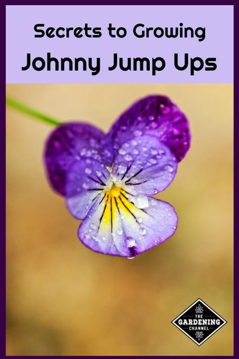 Johnny Jump Up flowers (Viola tricolor) are easy to grow in flower beds, borders, or containers. Although pretty to watch grow, be sure to harvest some as edible flowers. #gardeningchannel #gardening #growingflowers Johnny Jump Up Flowers, Flower Beds Borders, Viola Tricolor, Flower Bed Borders, Johnny Jump Up, Viola Flower, Raised Flower Beds, Container Garden Design, Meteor Garden 2018