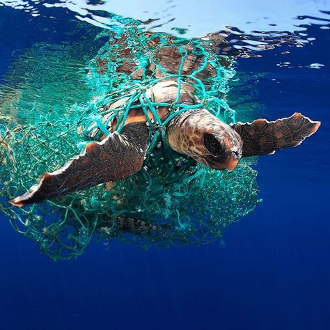 Ocean Projects, Sea Life Animals, Marine Pollution, Ocean Pollution, Sea Life Art, Bottom Of The Ocean, Underwater Photographer, Life Paint, Water Pollution