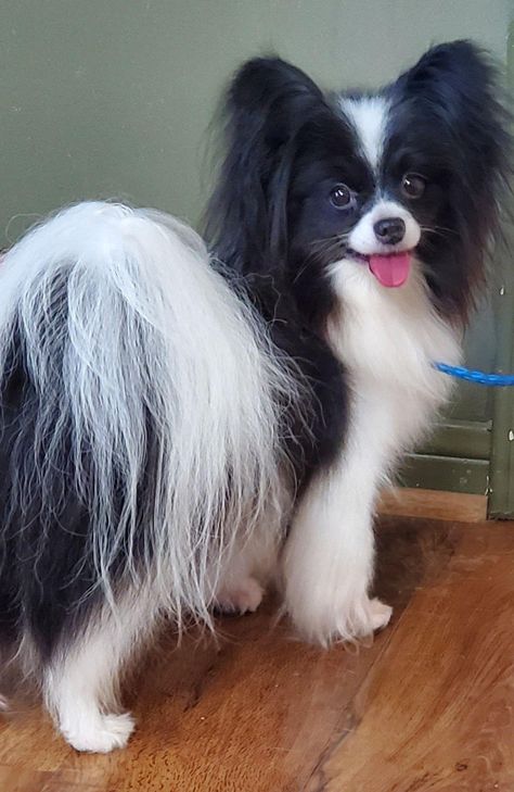 Clearlake Papillons in Texas | Papillon puppies | Good Dog Papillon Puppies For Sale, Papillion Puppies, Greyhound Puppies, Papillon Dog Puppy, Papillon Puppies, Papillon Dogs, Italian Greyhound Puppies, Greyhound Puppy, Papillon Puppy