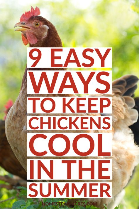 Keeping Chickens Cool, How To Keep Chickens, Chicken Flock, Chicken Raising, Summer Chicken, Backyard Chicken Coop, Backyard Chicken Coop Plans, Diy Chicken Coop Plans, Chicken Care