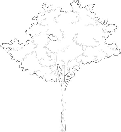 Trees For Rendering, Tree Elevation Photoshop, Trees For Photoshop Architecture, Tree Vector Architecture, Architecture Tree Png, Graphic Tree Illustration, Illustrator Architecture Graphics, Tree Line Illustration, Trees Architecture Drawing