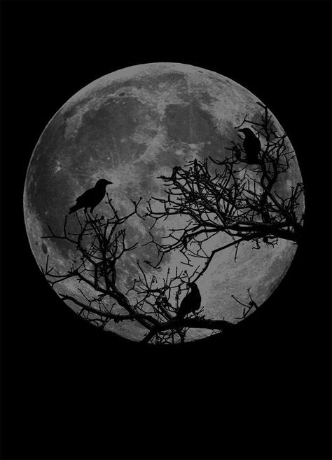 Full Moon, Birds, Moon