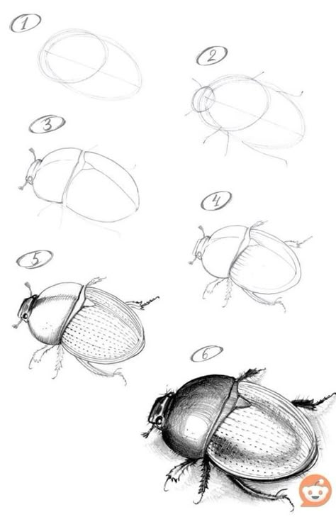 Insect Art Projects, Bug Drawing, Bugs Drawing, Realistic Animal Drawings, Basic Sketching, Flower Drawing Tutorials, Animal Drawings Sketches, Nature Sketch, Bug Art