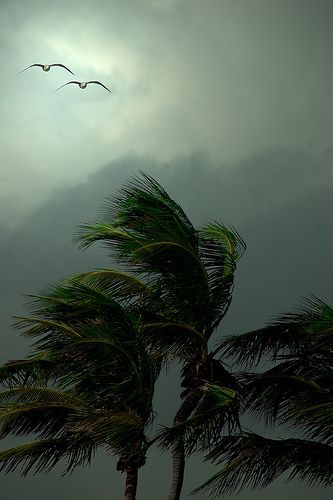 Gulls and Palms In The Wind by Lynne Bernay-Roman | Flickr - Photo Sharing! ~Through the Lens~ Trees Blowing In The Wind, Blowin In The Wind, Blowin' In The Wind, Blowing In The Wind, Stormy Weather, Windy Day, Cloudy Day, Nature Beauty, Mother Earth