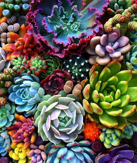 Succulents Succulents Wallpaper, Succulent Art, Colorful Succulents, Plant Wallpaper, Backgrounds Phone, Plant Aesthetic, Backgrounds Phone Wallpapers, Pretty Plants, Succulent Garden