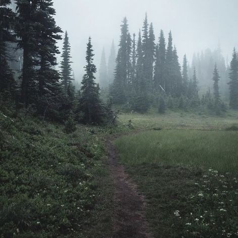 Dark Forest Aesthetic, Forest Aesthetic, Foggy Forest, Days Like This, Dark Forest, Nature Aesthetic, Old Friends, My Aesthetic, Warm Weather