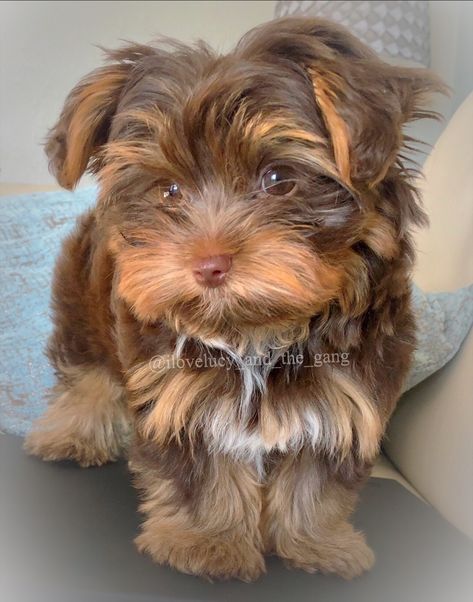 Yorkie Chocolate, Brown Yorkie, Girl Yorkie Haircut, Chocolate Yorkie, Yorkie Poo Haircut, Yorkie Breeders, Yorkie Haircuts, Biewer Yorkie, Dog Breeds List