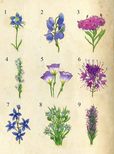 A Guide to Colorado's Spectacular Wildflower Season | 5280 Colorado Flower Tattoo, Colorado Wildflowers Tattoo, Colorado Wild Flowers Tattoo, Bright Academia, Colorado Wildflowers Drawing, Colorado Plants, Flowers Native To Colorado, Golden Bedroom, Forest Wildflowers