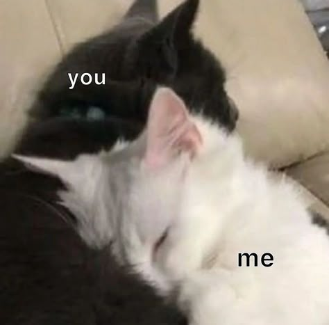 Cat Couple, Me And Him, I Love My Girlfriend, Cute Messages, Love My Boyfriend, White Cats, Silly Animals, Me And Who, Lovey Dovey