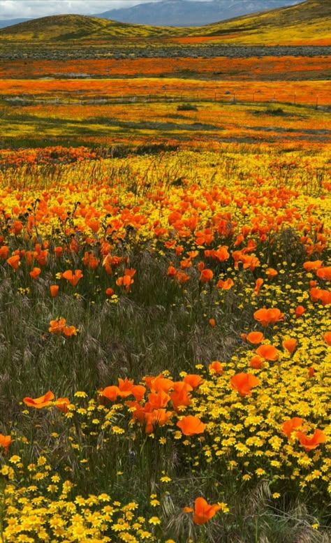 Flower Meadows, Spring Scenery, California Wildflowers, Super Bloom, Airplane Photography, To God Be The Glory, Painting References, Italian Garden, Nothing But Flowers