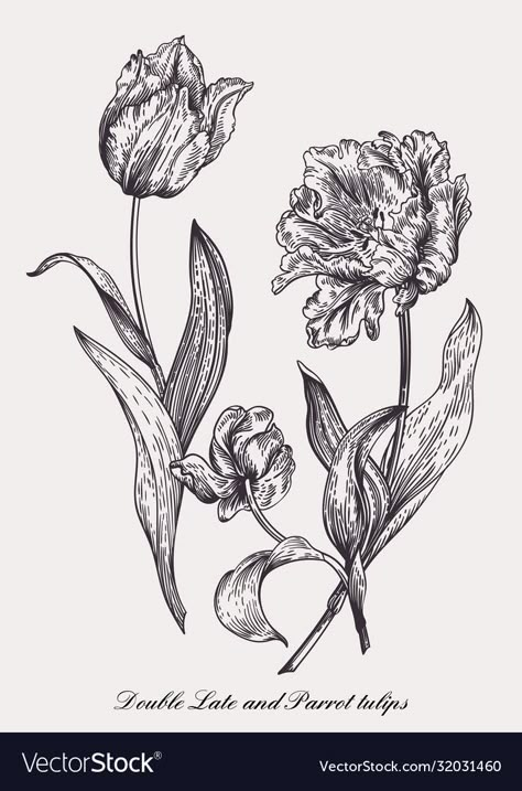 Black And White Floral Illustration, Floral Illustrations Black And White, Botanical Illustration Black And White, Tulip Illustration, Tulips Vintage, Tooth Cap, Hatch Drawing, Tulip Drawing, 10 Tattoo