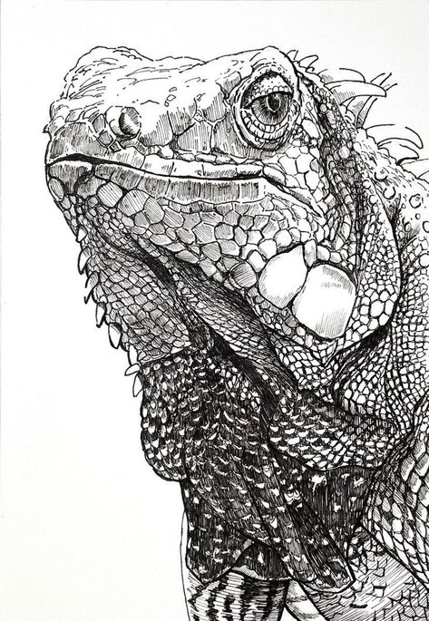 Iguana Sketch, Iguana Tattoo, Lizard Drawing, Marine Iguana, Fineliner Art, Ink Pen Art, Animal Drawings Sketches, Animal Pen, Pen Art Drawings