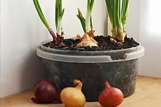 Learn How to Reduce Waste & Regrow Kitchen Scraps Onions In Containers, Planting Onion Sets, Foxglove Plant, Rabbit Repellent, Grow Onions, Homestead Home, Green Onions Growing, Chicken Soup Crockpot, Crepe Myrtle Trees