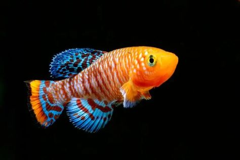 12 Best Fish For 29 & 30 Gallon Tanks (With Pictures) | It's A Fish Thing 30 Gallon Fish Tank, Nano Reef Tank, Fresh Water Fish Tank, Betta Fish Tank, Fishing For Beginners, Cool Fish, Aquarium Ideas, Reef Aquarium, Reef Tank