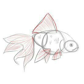 Goldfish Drawing Tutorial, Goldfish Aesthetic Drawing, How To Draw A Goldfish, How To Draw A Fish, Goldfish Sketch, Goldfish Drawing, How To Draw Fish, Goldfish Art, Fish Drawings