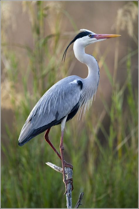 Blauwe Reiger - Reigers, Blauwe reiger en Vogels Heron Photography, Heron Tattoo, Heron Art, Regnul Animal, Coastal Birds, Grey Heron, Airbrush Art, Nature Birds, Bird Pictures