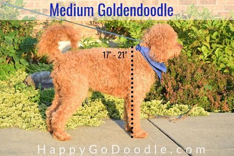 photo side view of a medium Goldendoodle and line showing 17 to 21" high Types Of Goldendoodles, Goldendoodle Full Grown, Puppy Growth Chart, Medium Goldendoodle, Trim Goldendoodle Face, Minature Goldendoodle, Goldendoodle Names, Red Goldendoodle, Mini Goodlendoodle