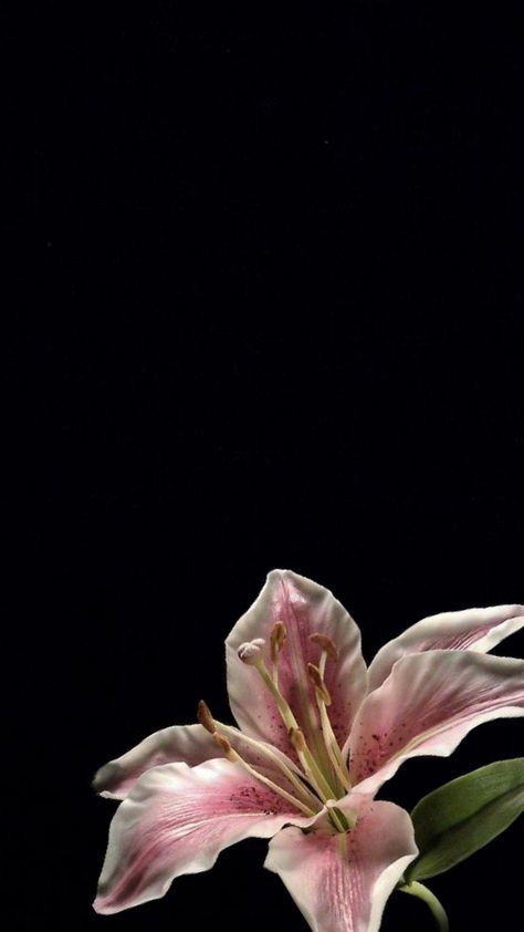 uwu Wallpaper Flowers Aesthetic, Black Flowers Wallpaper, Bible Wallpaper, Lily Wallpaper, Pink Flowers Wallpaper, Verse Wallpaper, Wallpaper Homescreen, Flower Iphone Wallpaper, Simple Iphone Wallpaper