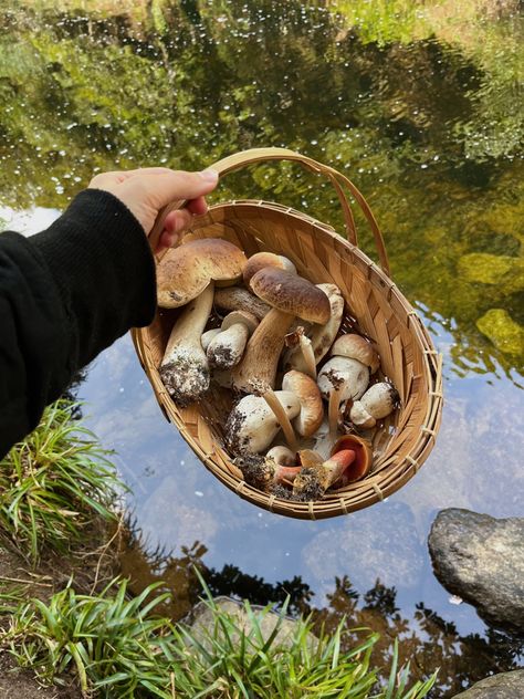 Mushroom Garden Aesthetic, Forage Aesthetic, Mushroom Picking Aesthetic, Mushroom Foraging Aesthetic, Mushroom Cottagecore Aesthetic, Forager Aesthetic, Mushroom Harvesting, Fungi Aesthetic, Foraging Aesthetic