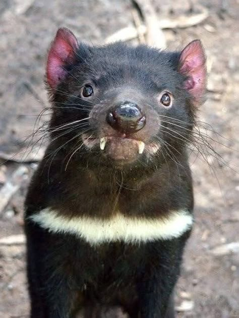 Australia Animals, Australian Wildlife, Nocturnal Animals, Interesting Animals, Cool Animals, Tasmanian Devil, Animal Reference, Unusual Animals, Rare Animals