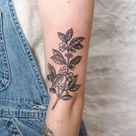 E.K. Chan 🦖 on Instagram: “lil tea plant for @kindsoftstrong - thank you! tea tattoo club 4ev . #torontotattoo #torontoartist #qttr #qpocttt #torontoqttr…” Camellia Sinensis Tattoo, Tea Leaf Tattoo, Tea Leaves Tattoo, Coffee Plant Tattoo, Tokyo Tattoo, Blatt Tattoos, Botanisches Tattoo, Plant Sleeve, Tea Tattoo