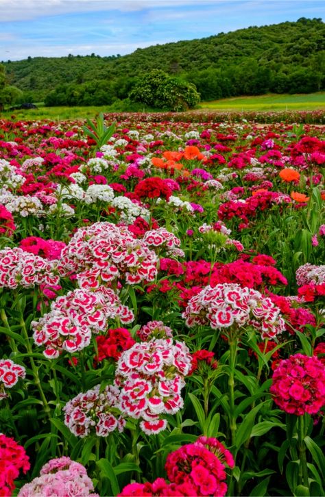 Sweet William Flowers, Dianthus Barbatus, Dianthus Flowers, Sweet William, Flowers Drawing, Beautiful Flowers Garden, Japanese Flowers, Flower Gardens, Flowers Perennials