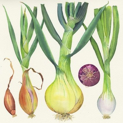 Mendola Artists Representatives Mary Woodin | Biography - Mendola Artists Representatives Mary Woodin, Spices Illustration, Farm Mural, Emily Sutton, Kate Green, Fruit Paintings, Fungi Art, Watercolor Food, Art Invitation