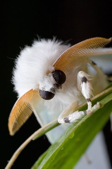 Another Cute and Fluffy Moth | 17 Incredible Insects You Won’t Believe Exist Venezuelan Poodle Moth, Poodle Moth, Macro Fotografia, Cute Moth, Cool Insects, Moth Caterpillar, Cool Bugs, Moths And Butterflies, Beautiful Bugs