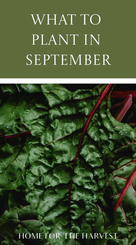 Things To Plant In September, Crops To Plant In September, What To Plant In The Fall, Plants To Plant In Fall, September Planting, What To Plant In September, Fall Garden Planting, Beet Plant, Fall Vegetables To Plant