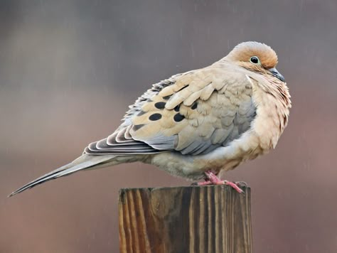 Morning Doves, Band Tailed Pigeon, Morning Dove, Dove Bird, Animal Reference, White Wings, Animal References, Backyard Birds, All Birds