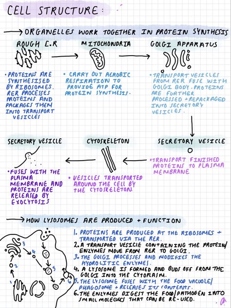 Biology Revision Gcse Infection And Response, Revision Notes Biology Alevel, Molecular Cell Biology, Grade 9 Biology Notes, Introduction To Biology Notes, A Level Biology Cell Structure Notes, Biology Foundation Notes, Cell Theory Notes Biology, As Level Biology Notes