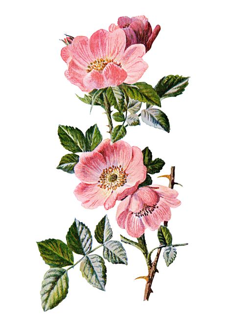 Here is a vintage illustration of a pretty pink Sweet Briar Rose. And a cleaner version of the illustration on a white background. I scanned the original image from Familiar Wild Flowers by F. Edwa… Sweet Briar, Rose Illustration, Botanical Illustration Vintage, Rose Images, Rose Drawing, Briar Rose, Vintage Drawing, Plant Drawing, Clip Art Vintage