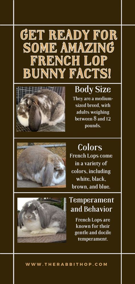 Class Pet Ideas, French Lop Bunny, English Lop Rabbit, French Lop Rabbit, English Lop, French Lop, English Angora, Rabbit Diy, Lop Bunnies