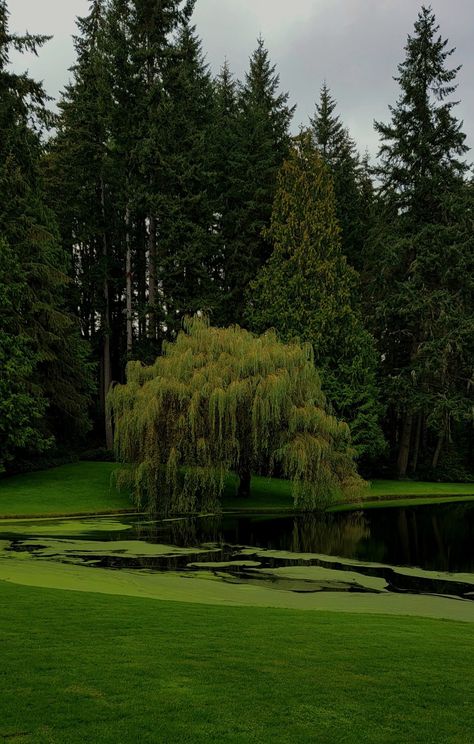 Willow Tree Lights, Tree Branch Light, Willow Tree Branch, Willow Trees Garden, Willow Tree Wedding, Weeping Trees, Willow Trees, Weeping Willow Tree, Pretty Trees