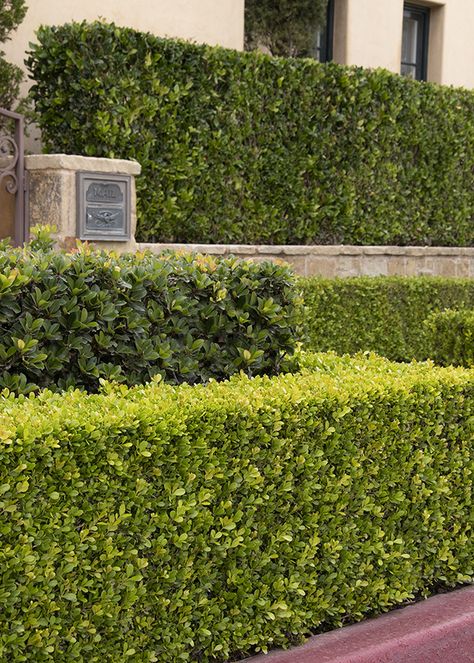 Discover the top 10 best shrubs for hedges, offering privacy, windbreaks, and nesting places for birds. Create beautiful boundaries with these recommended shrubs! Landscape Grasses, English Boxwood, Fast Growing Hedge, Fast Growing Shrubs, Yard Privacy, Late Summer Flowers, Monrovia Plants, Evergreen Hedge, Privacy Hedge