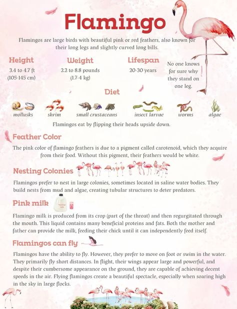 Flamingo Names, Flamingo Symbolism, Zoology Aesthetic Notes, Zoology Aesthetic, Zoology Notes, Flamingo Facts, Animal Fact File, Animal Sayings, Animal Facts For Kids