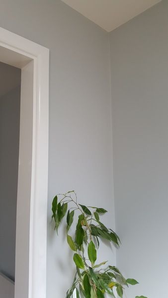 Found a nice grey and I love white gloss | Mumsnet Discussion Grey Hallway Paint, Dulux Paint Colours Grey, Dulux Polished Pebble, Painted Living Room, Hallway Colour Schemes, Grey Paint Living Room, Dulux Paint Colours, Grey Hallway, Hall Colour