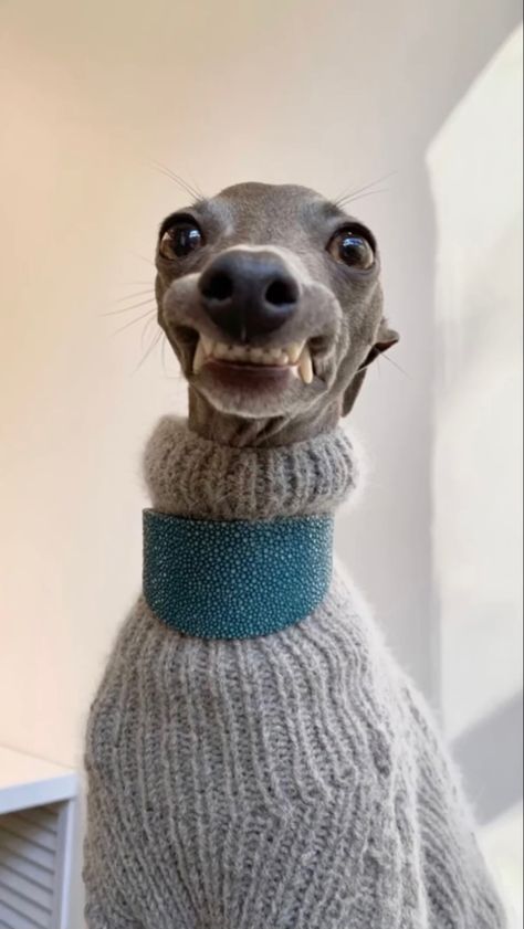 Whippets In Sweaters, Gray Hound Dog, Italian Gray Hounds, Italian Greyhound Drawing, Whippet Aesthetic, Grey Whippet, Gray Hound, Giraffe Neck, Goofy Dog