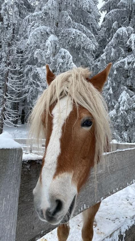 Like Snow We Fall, Horse In Snow, Snow Horse, Horse Snow, Horses In Snow, Horse Riding Aesthetic, Horsey Life, Winter Horse, Equestrian Aesthetic