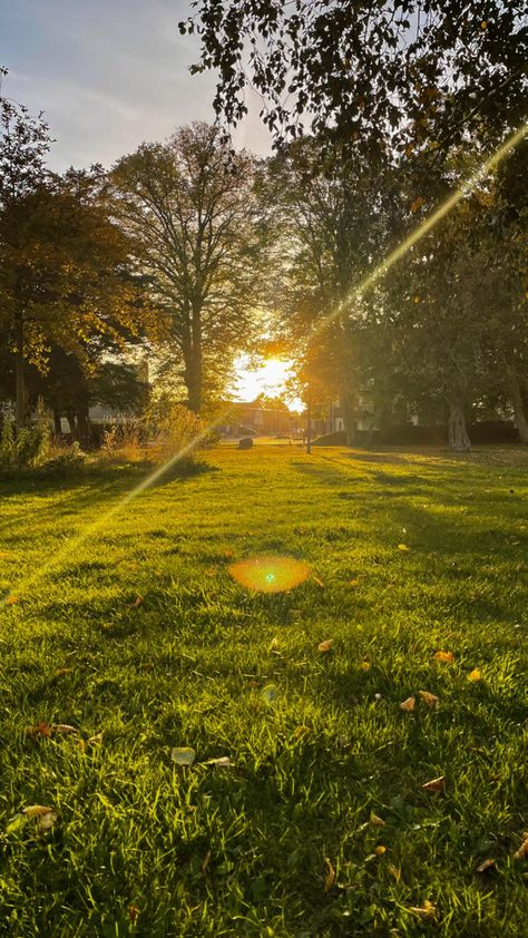 Golden hour. Nature. Green grass. Golden light. Sunlight. Trees. Forest. Fantasy Forest. Sun setting. Autumn. Autumn Forest view. Dreamy sun. Golden sun. Dreamy forest. Forest view. Earth. Sunlight through trees and Nature Sun Peeking Through Trees, Sunlight Through Trees Aesthetic, Nature Trees Forest, Nature Up Close, Yellow Forest Aesthetic, Golden Green Aesthetic, Golden Sunlight Aesthetic, Sun Through Leaves, Sun Light Aesthetic