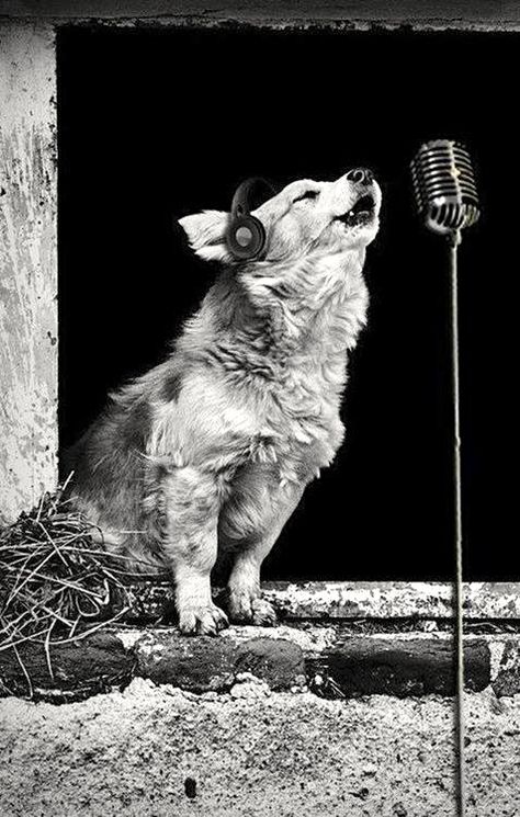 Howlin' Woof Arte Jazz, Foto Art, Hound Dog, Animal Love, Mans Best Friend, I Love Dogs, Dog Life, Beautiful Creatures, The Window