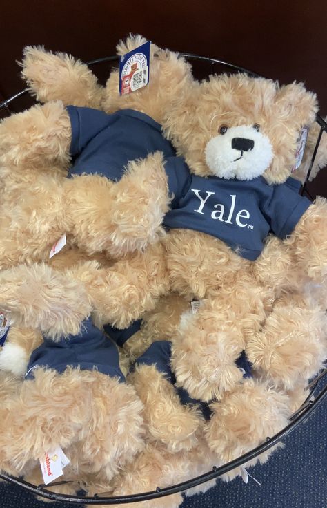 Yale Aesthetic, Ivy League Aesthetic, Yale Law, University Inspiration, Harvard Yale, Dream University, Yale Law School, College Vision Board, College Motivation