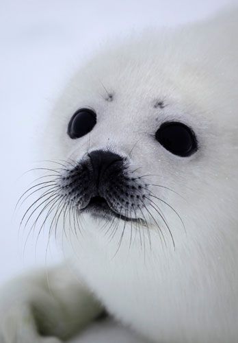 how often do you find seals this adorable? never, cause there aren't enough baby seals in CT Baby Seal, Amazing Animals, Animal Love, Beautiful Animals, Love Animals, Wild Animals, Adorable Animals, Beautiful Creatures, Sea Life