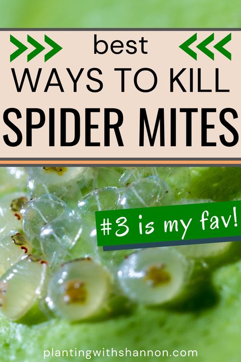 Spider Mites On Plants, Bed Bugs Essential Oils, Neem Oil For Plants, Indoor Plants Tips, Houseplant Pests, Spider Repellent, Huge Spiders, Small Trees For Garden, Get Rid Of Spiders