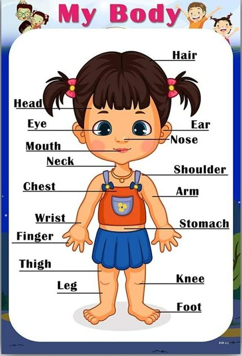 Parts Of The Body Chart, Parts Of Body For Kids, Parts Of The Body For Kids, Body Name In English, Body Parts Flashcards, Name For Kids, Body Parts For Kids, Body Name, Preschool Charts