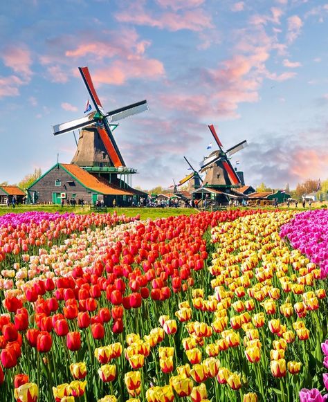 Dutch windmills in Zaanse Schans, Netherlands Windmill Flower, Heineken Experience, Wildflower Paintings, Dutch Windmills, Netherlands Travel, Amsterdam Travel, Amsterdam City, The Dominican Republic, Machu Picchu